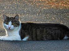 В Тверской области произошла авария из-за кота