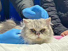 В России выросло число желающих отдыхать со своими животными