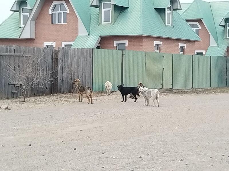 Всего девять собак отловили в Чите