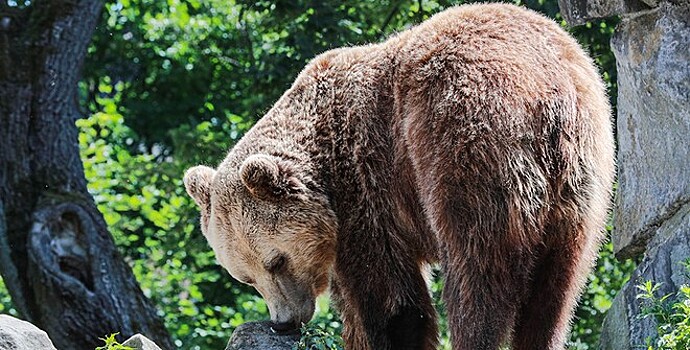 Биолог: медведи выходят к людям не из-за пожаров