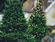 Россияне стали чаще экологично перерабатывать новогодние елки