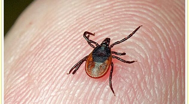Последствия укуса энцефалитного клеща