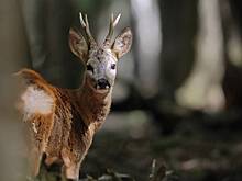 Около 30 косуль в Курганской области заразились неизвестной болезнью