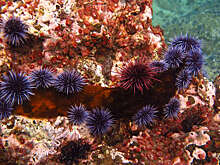 Экстракт черного морского ежа может замедлять атеросклероз