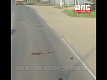 В Благовещенске вежливые водители пропустили переходящих дорогу утку с утятами