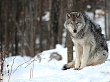 Жители посёлка Сява в Шахунье не пускают детей на улицу из-за нашествия волков