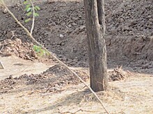 Сеть взбудоражила иллюзия на фоне дикой природы