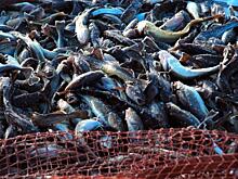 Русский рыбопромышленный мор
