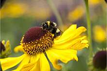 Пчелы активируют природное лекарство против заражения паразитами во время опыления
