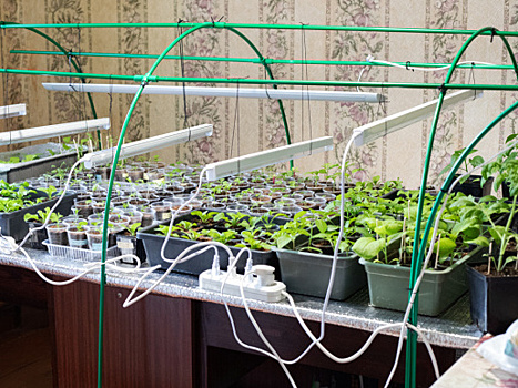 А ведь я хотела как лучше: почему скручиваются листья у рассады