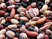 Названа польза бобовых для организма