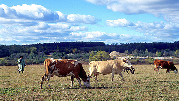 В Швейцарии выявили случай коровьего бешенства