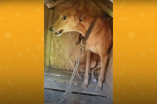 Реакция собаки, которую впервые за шесть лет сняли с цепи, попала на видео