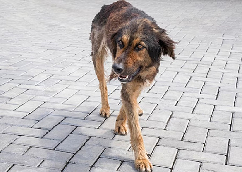 В Менделеевске суд взыскал с властей 50 тысяч рублей из-за нападения бродячей собаки на девочку
