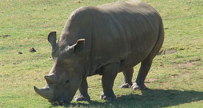 Получены два жизнеспособных эмбриона северного белого носорога