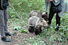 В Зеленограде нашли двух медвежат