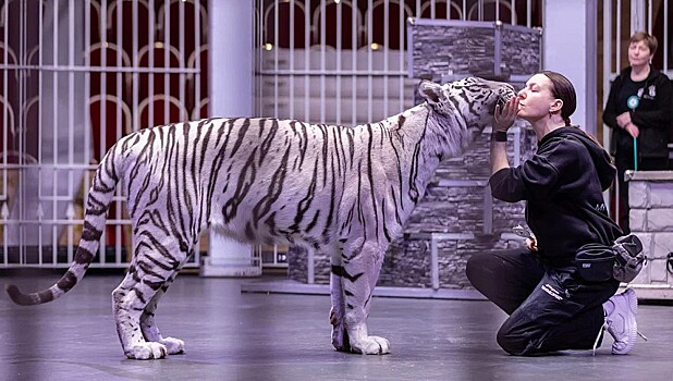 «Тигры — это кошки, помноженные на сто»: Алиса Нестерова раскрывает секреты дрессировки белых тигров
