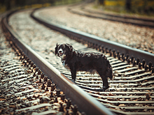 Депутаты одобрили жесткие ограничения для кузбассовцев с собаками