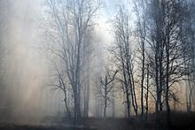 Власти Красноярского края сообщили о стабилизации ситуации с лесными пожарами