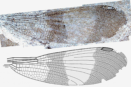 Обнаружена ранее неизвестная группа насекомых