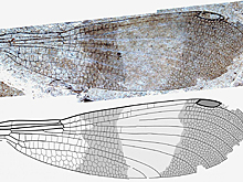Обнаружена ранее неизвестная группа насекомых