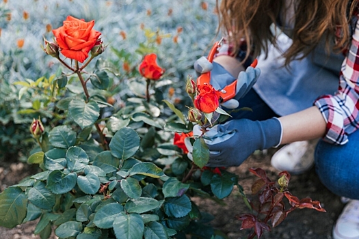 Садовод Орлова рассказала, как правильно укрывать розы на зиму