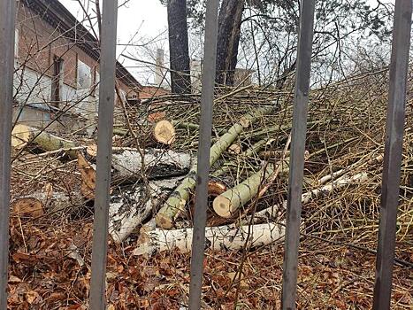 По «Традиции»: вырубку деревьев возле горбольницы Читы согласовала иркутская компания