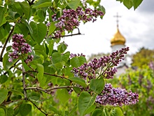 Как селекционер-самоучка Леонид Колесников вырастил русскую сирень в саду мечты