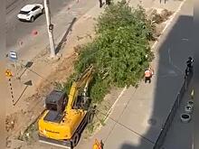 На тротуаре по улице Новобульварная уничтожают деревья