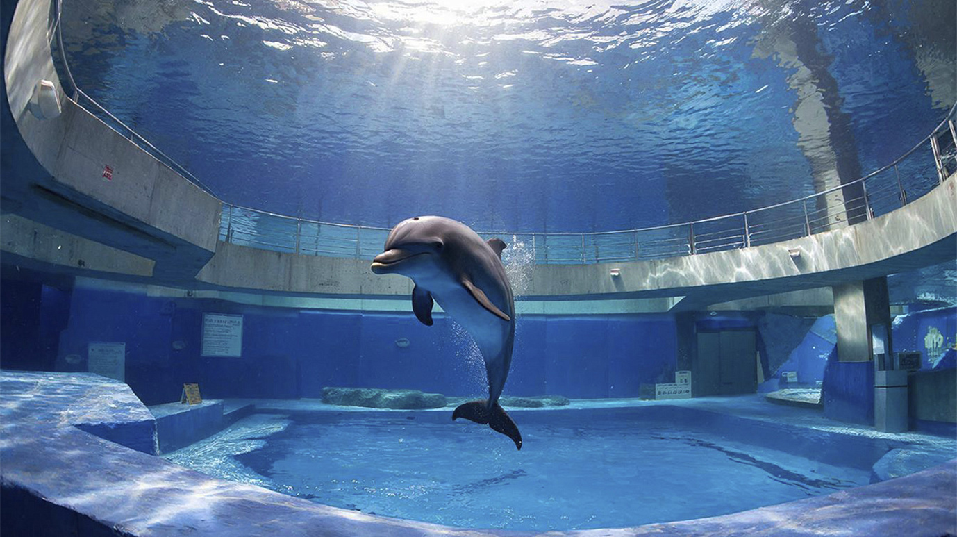 В Севастополе ищут волонтёров для спасения больного дельфина Споти