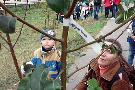 В Дубне высадят 2,5 тыс елей в ходе акции «Наш лес. Посади свое дерево» 16 сентября