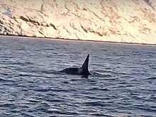 Китов-убийц сняли на видео возле популярного у российских туристов побережья
