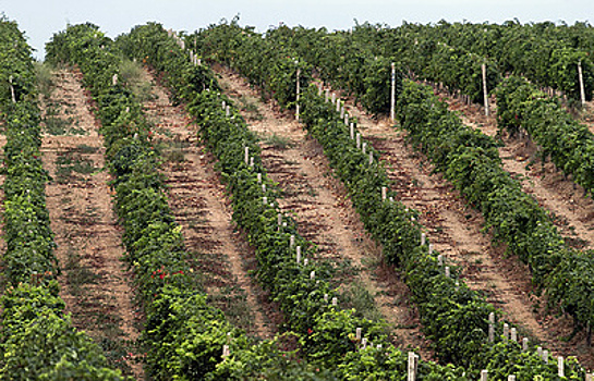 В России готовят замену импортным саженцам винограда