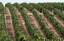 В России готовят замену импортным саженцам винограда