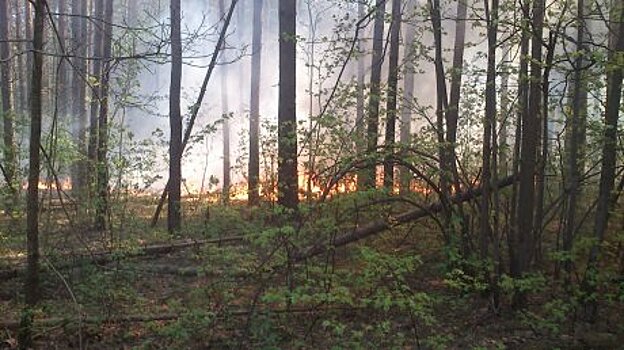Более 20 лесных пожаров потушили с начала мая в Подмосковье
