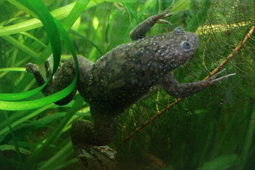 Биологи помогли лягушке отрастить лапу с помощью биореактора
