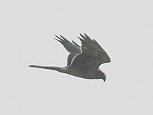 Фотофакт: краснокнижного степного луня заметили в Удмуртии