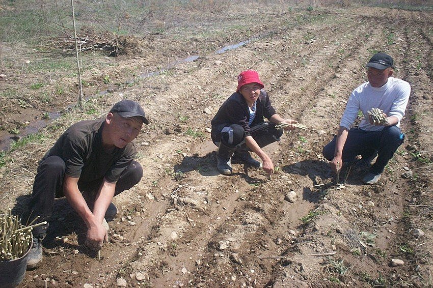В Киргизии пытаются спасти уникальный сорт винограда