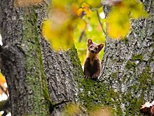 «Золотая черепаха» на вашем экране: скачайте уникальные обои с природой Москвы