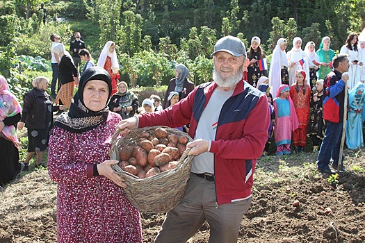 В горном селе Дагестана собрали рекордный урожай белорусской картошки