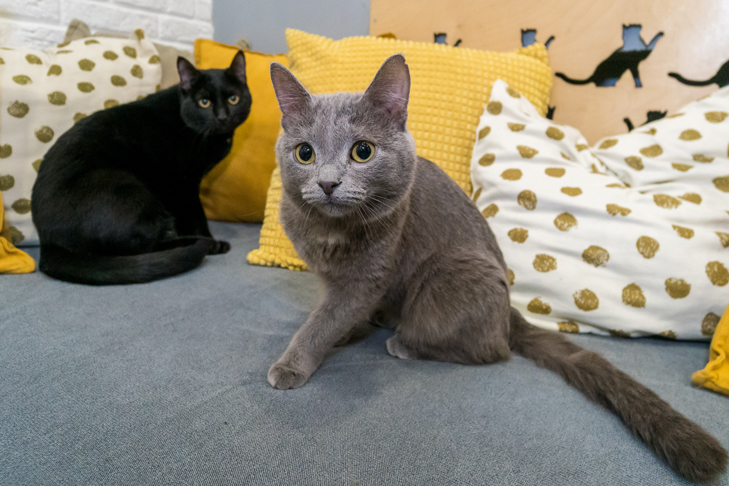 В Новосибирске суд выселил 70 кошек из однокомнатной квартиры супругов Стыщенко