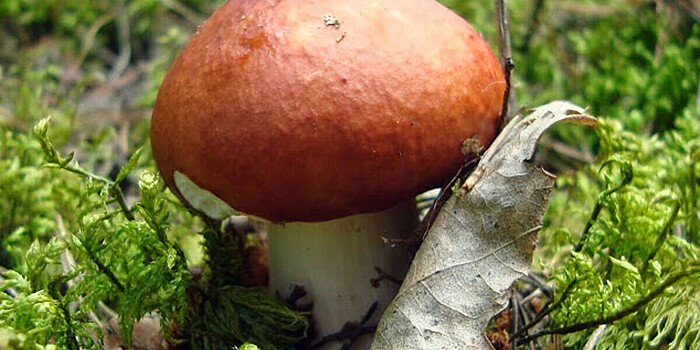 В Архангельской области в самом разгаре грибной сезон