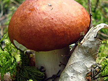 В Архангельской области в самом разгаре грибной сезон