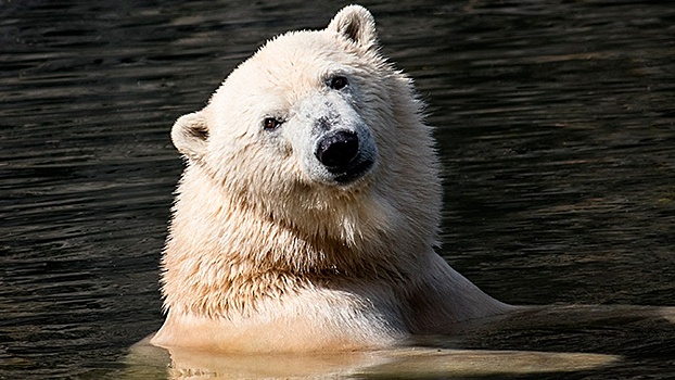 Уборка по-русски: женщина веником отогнала белого медведя