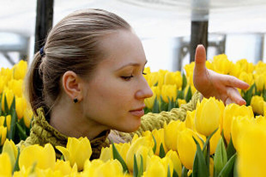 На "Параде тюльпанов" в Крыму представили сотни лучших коллекционных сортов