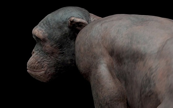 У обезьян нашли сугубо человеческие мышцы
