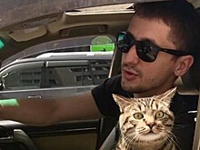 Россияне поддержали пассажира, которого «Аэрофлот» наказал за толстого кота