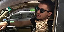 Россияне поддержали пассажира, которого «Аэрофлот» наказал за толстого кота