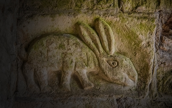 Палеонтологи описали самого древнего зайца