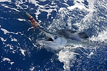 Рыбаки поймали редкого атлантического голубого марлина